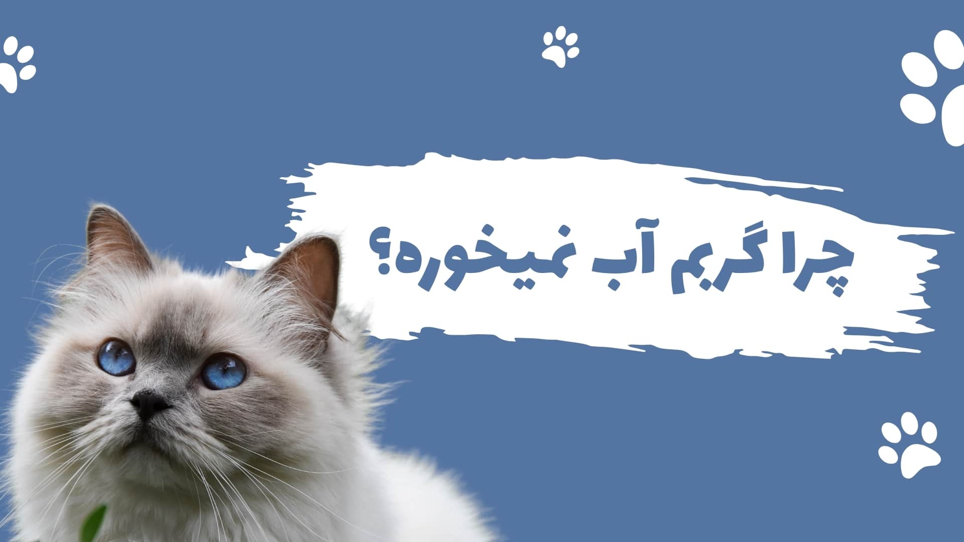 آب نخوردن گربه