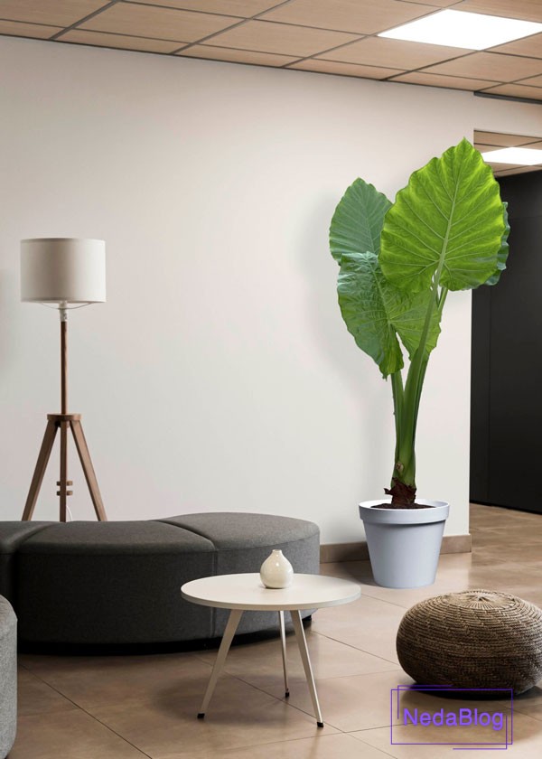 گیاه بابا آدم در فنگ شویی