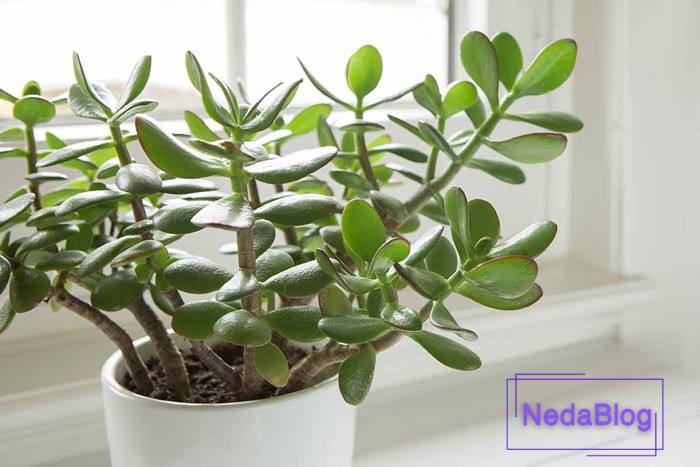 گیاه سلامتی یشم در فنگ شویی