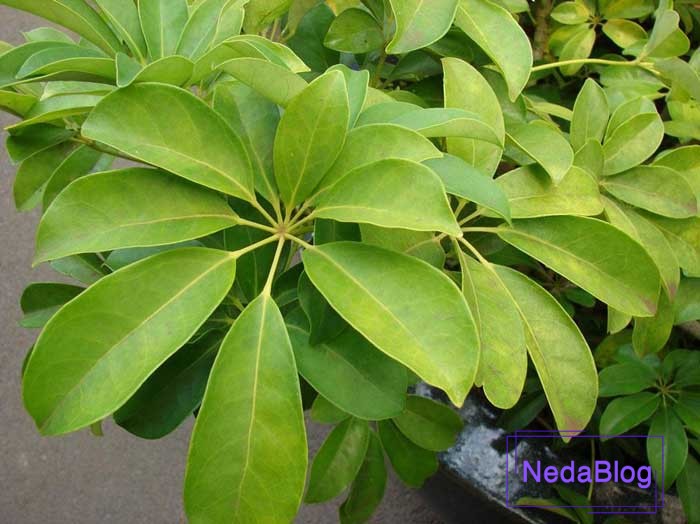 گل شفلرا در فنگ شویی