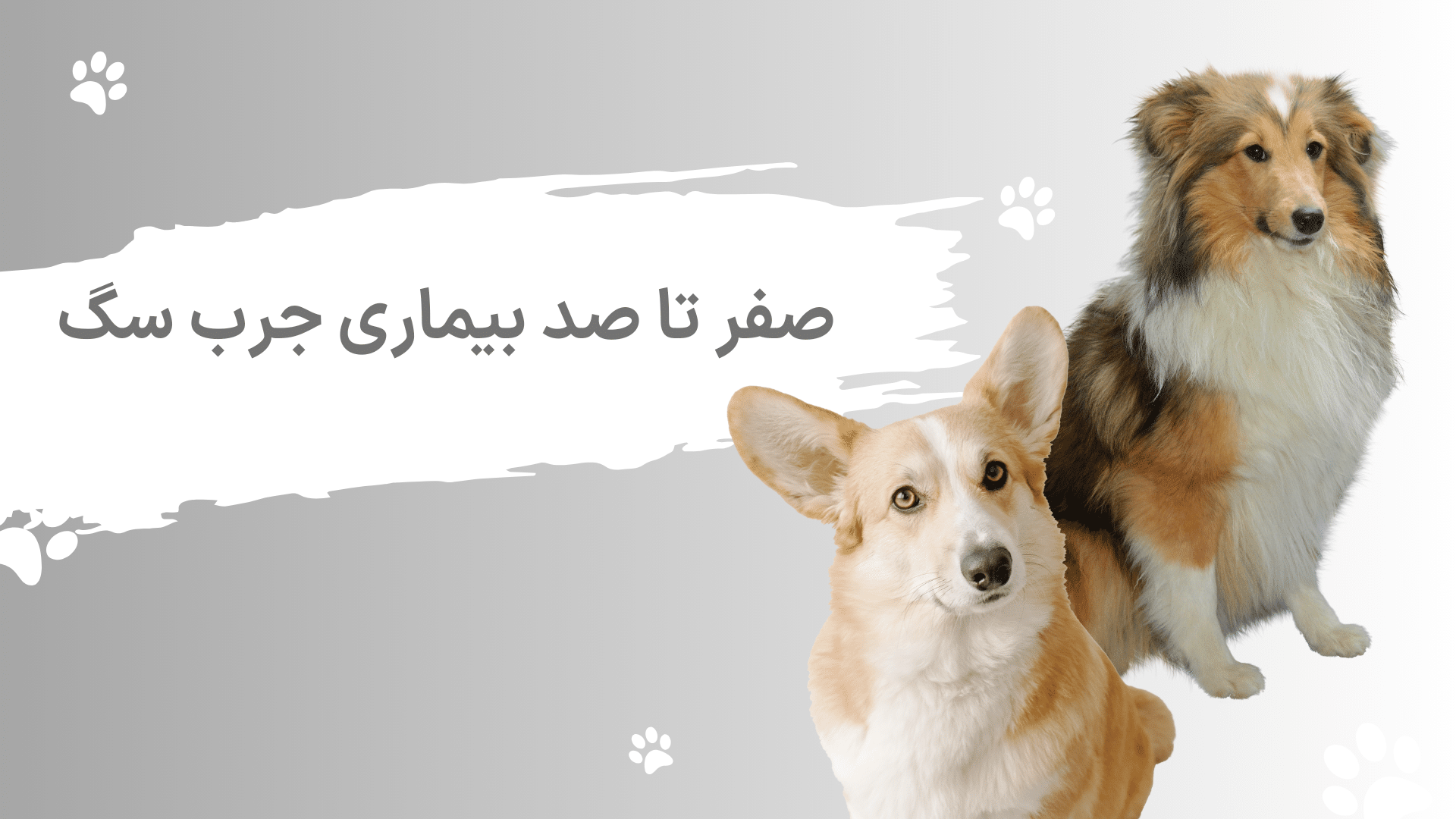 بیماری جرب سگ