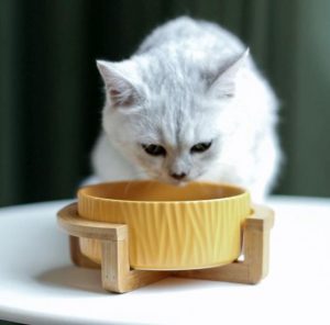 راهنمای خرید ظرف غذای گربه خانگی