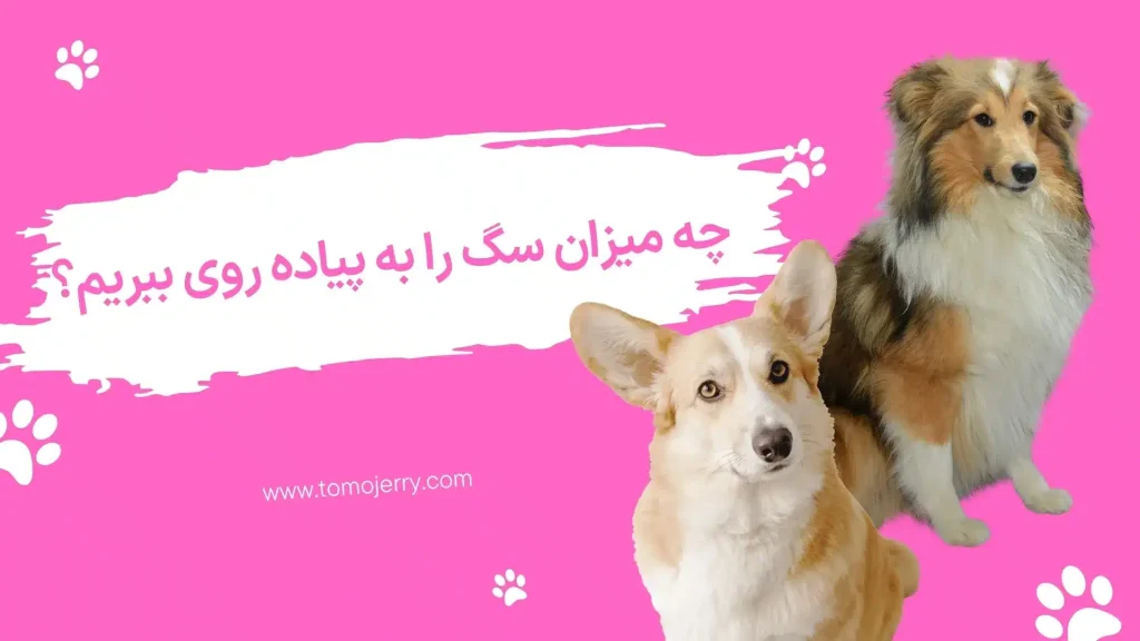 پیاده روی سگ