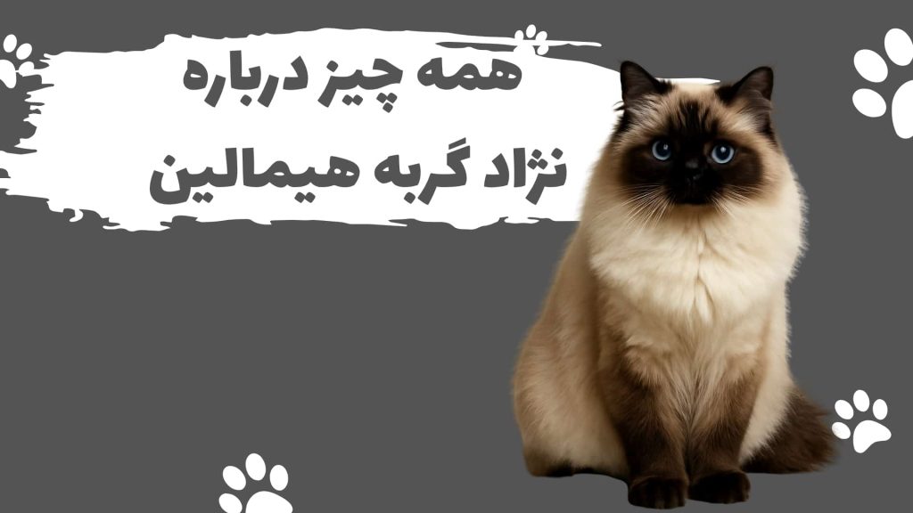 گربه هیمالین