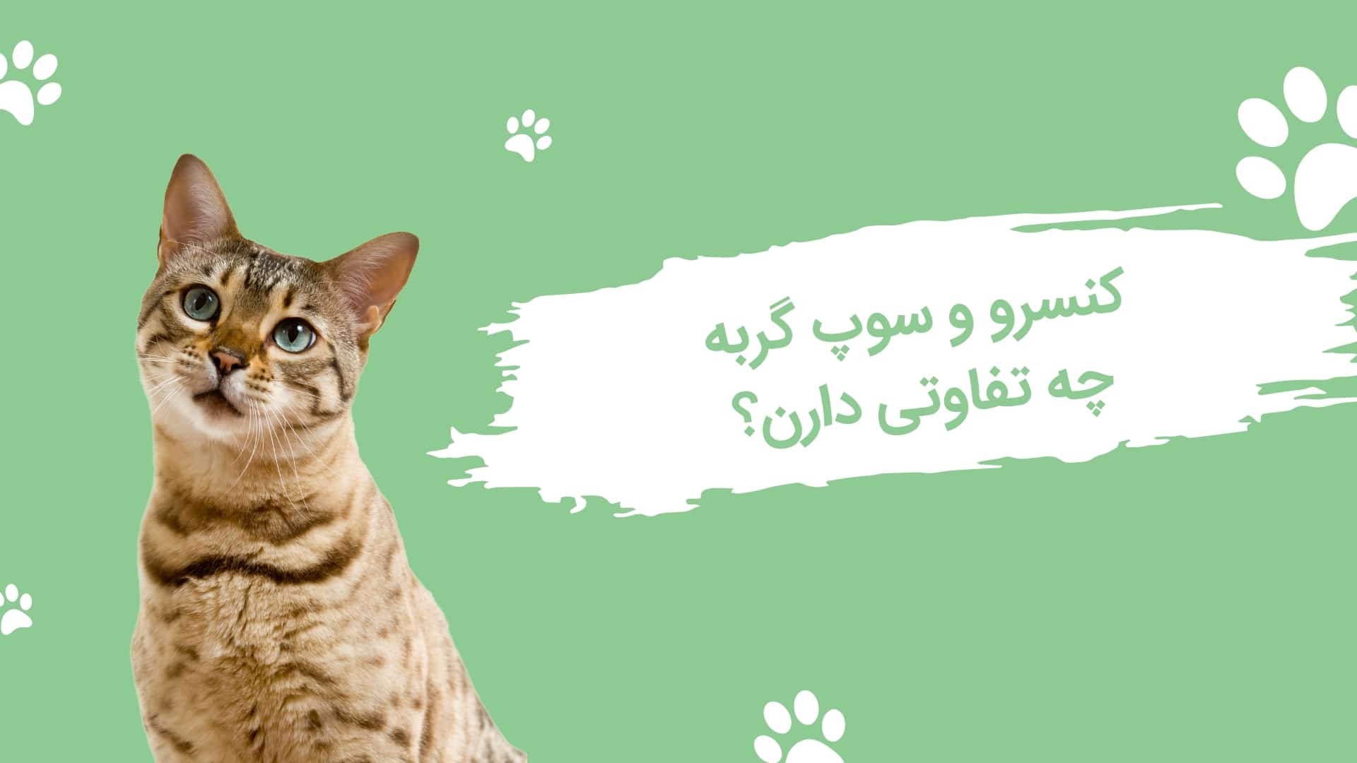 تفاوت کنسرو گربه با سوپ گربه