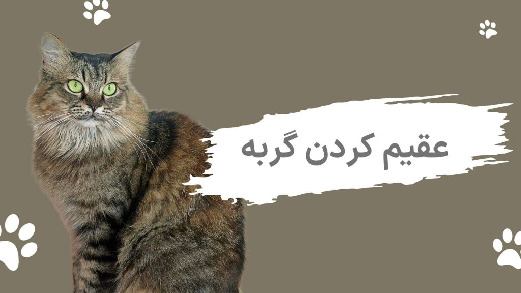 عقیم کردن گربه