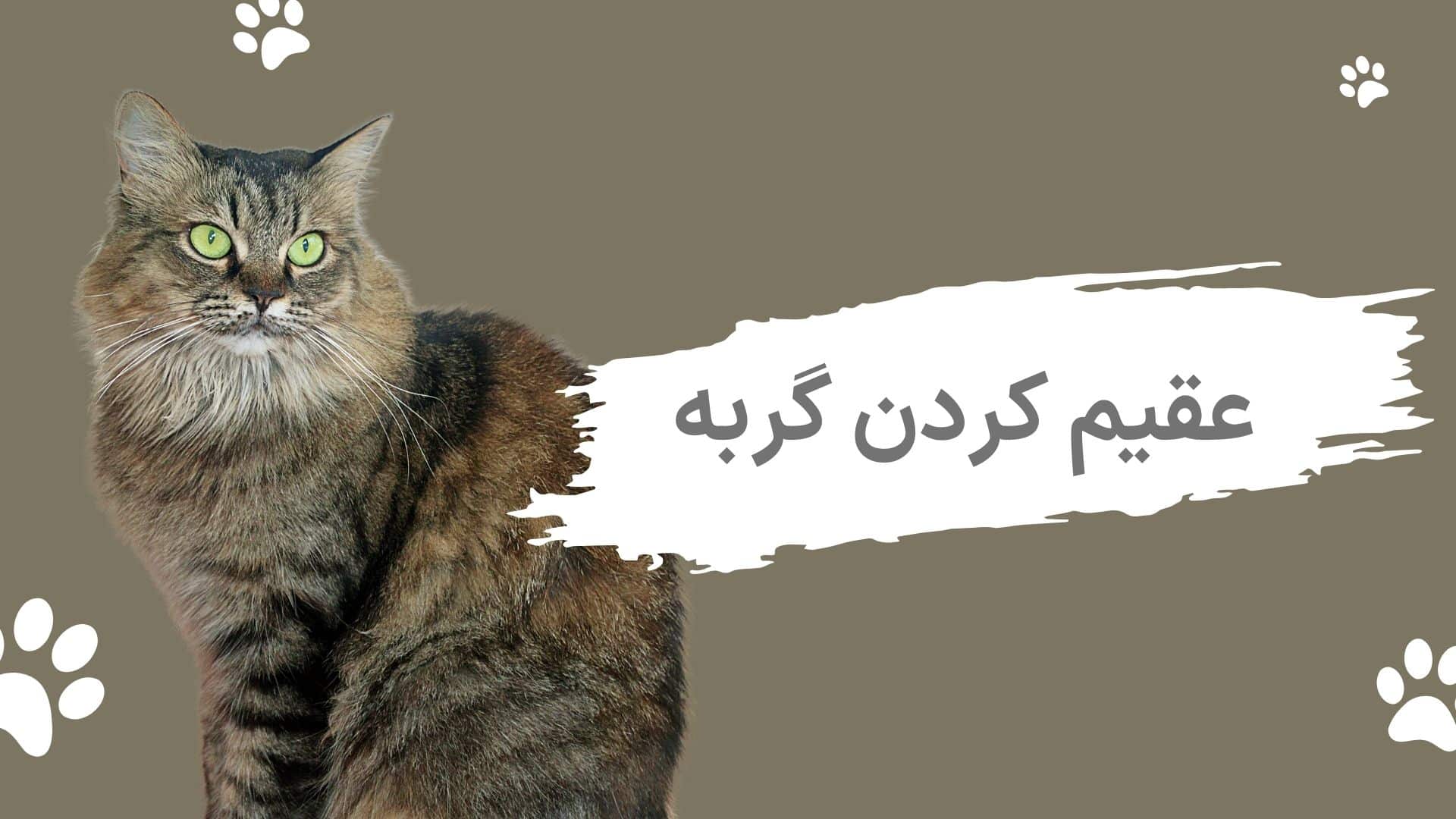 عقیم کردن گربه