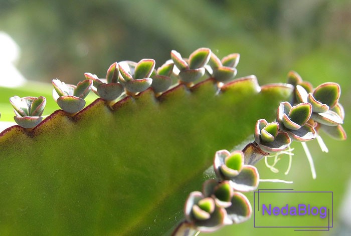 گل اشک تمساح شرایط نگهداری