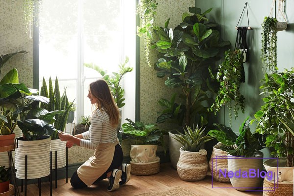 گل باباآدم در فنگ شویی