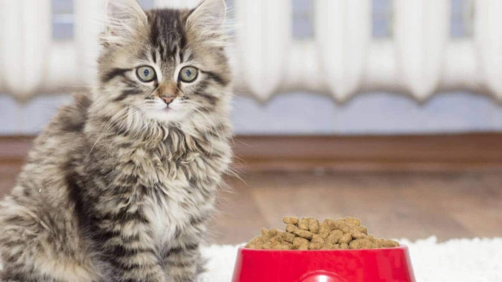 راهنمای خرید غذای خشک برای بچه گربه