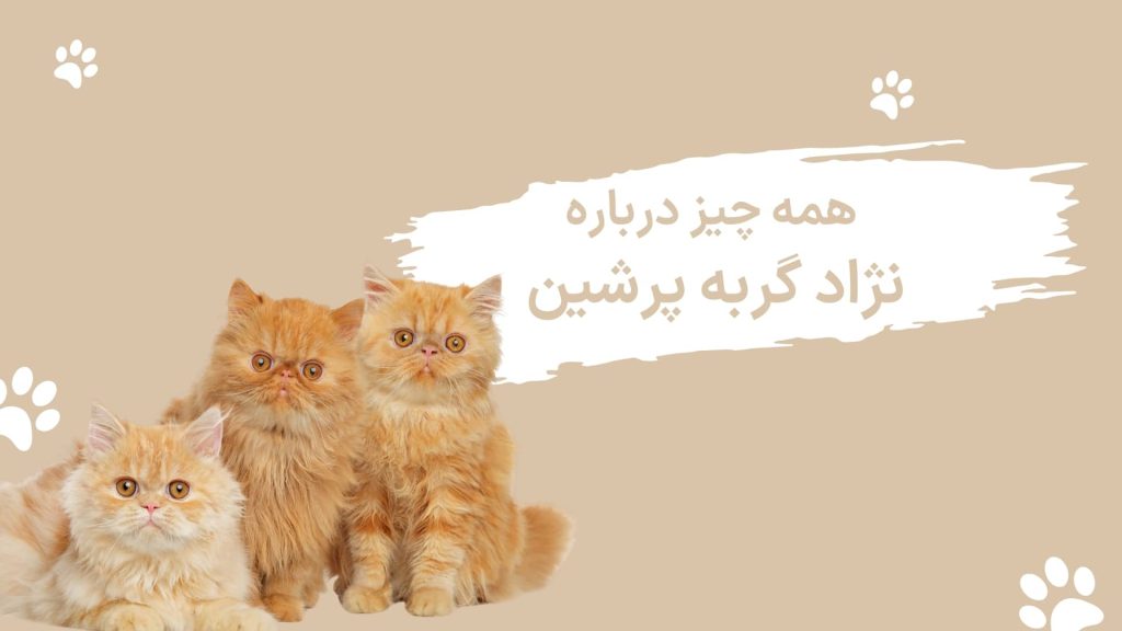 نژاد گربه پرشین