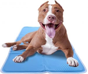 جای خواب سگ