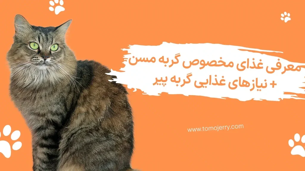 غذای گربه مسن