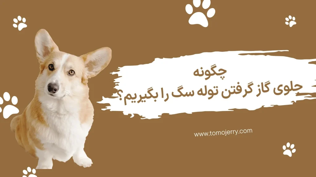 گاز گرفتن توله سگ؛ چگونه جلوی گاز گرفتن توله سگ را بگیریم؟