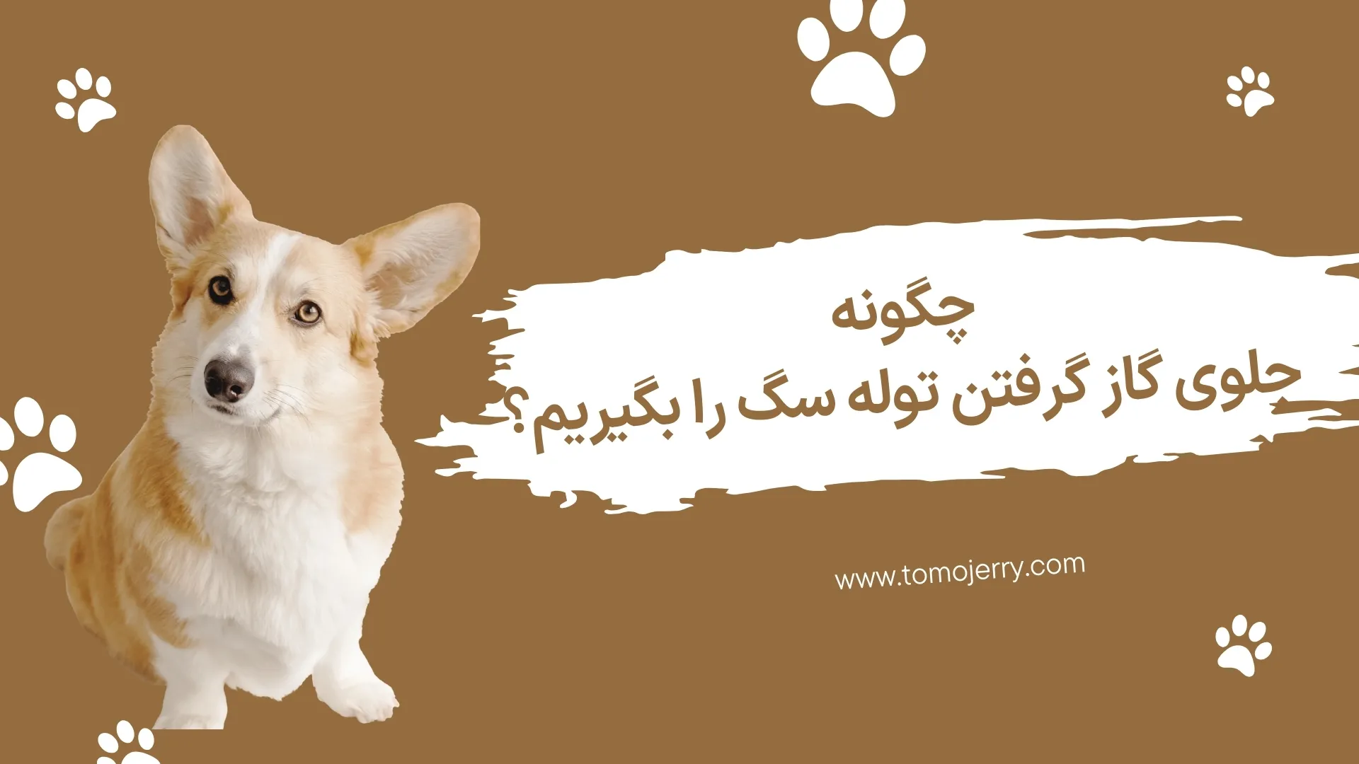  گاز گرفتن توله سگ؛ چگونه جلوی گاز گرفتن توله سگ را بگیریم؟