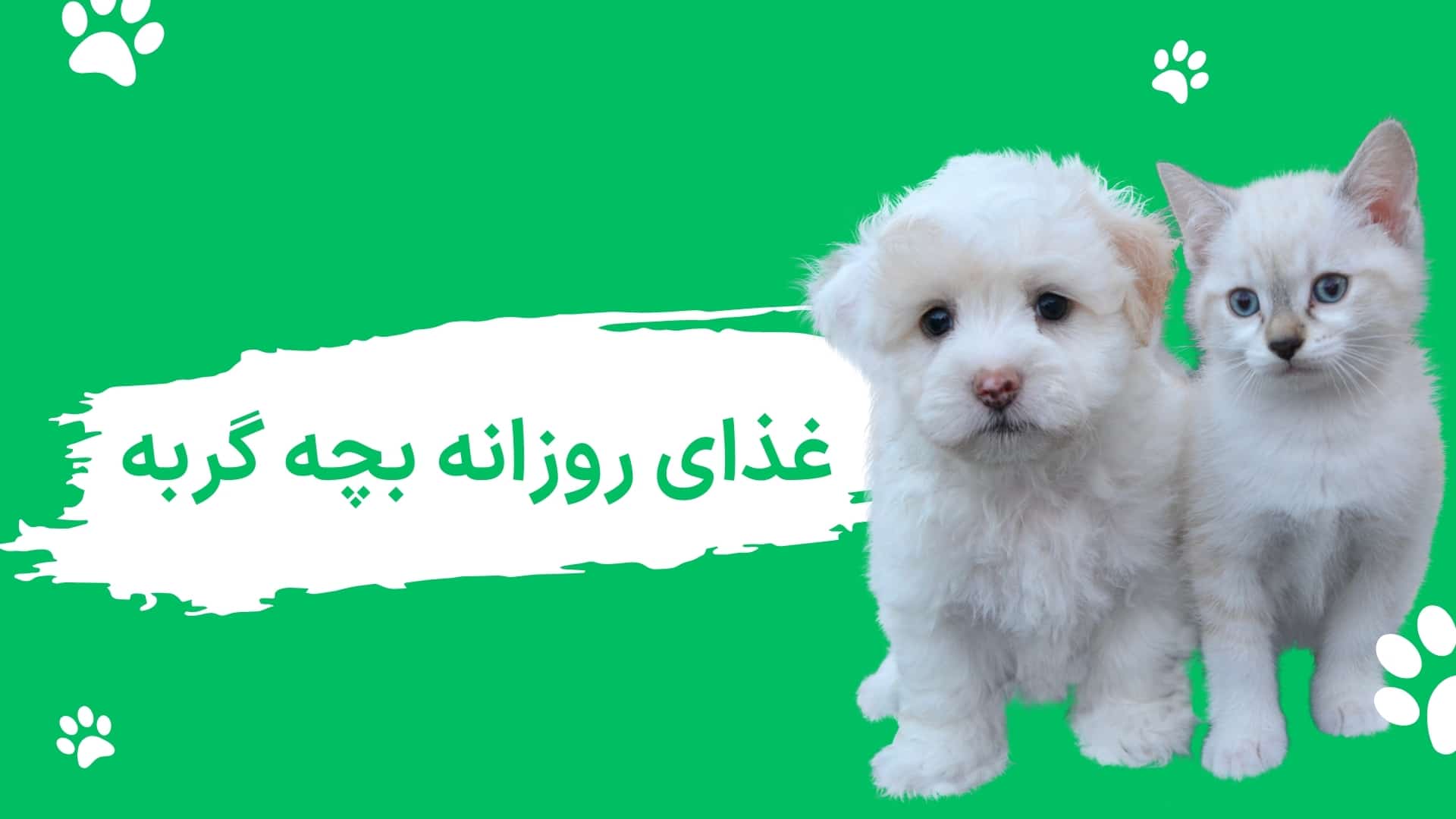 غذای روزانه بچه گربه