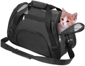 لیست جامع لوازم ضروری گربه خانگی