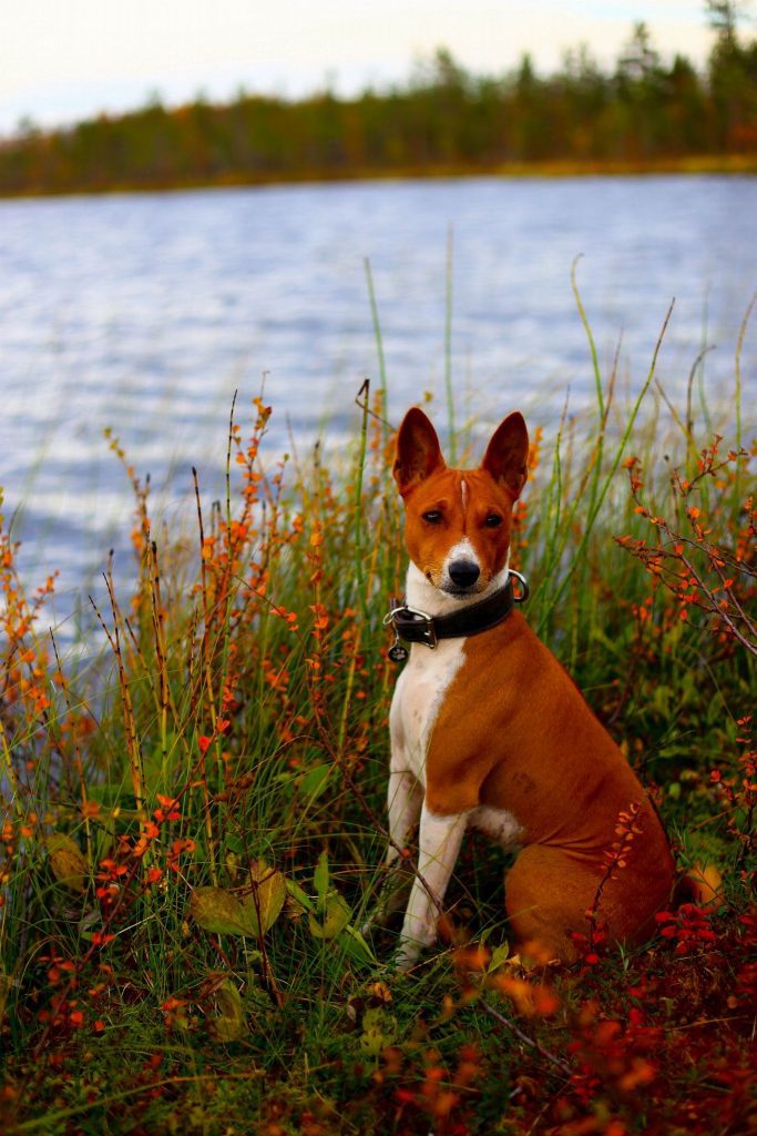 نژاد های سگ مناسب آپارتمان