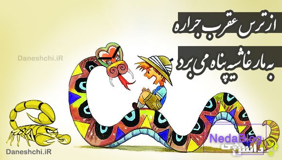 از ترس عقرب جراره به مار غاشیه پناه می برد 