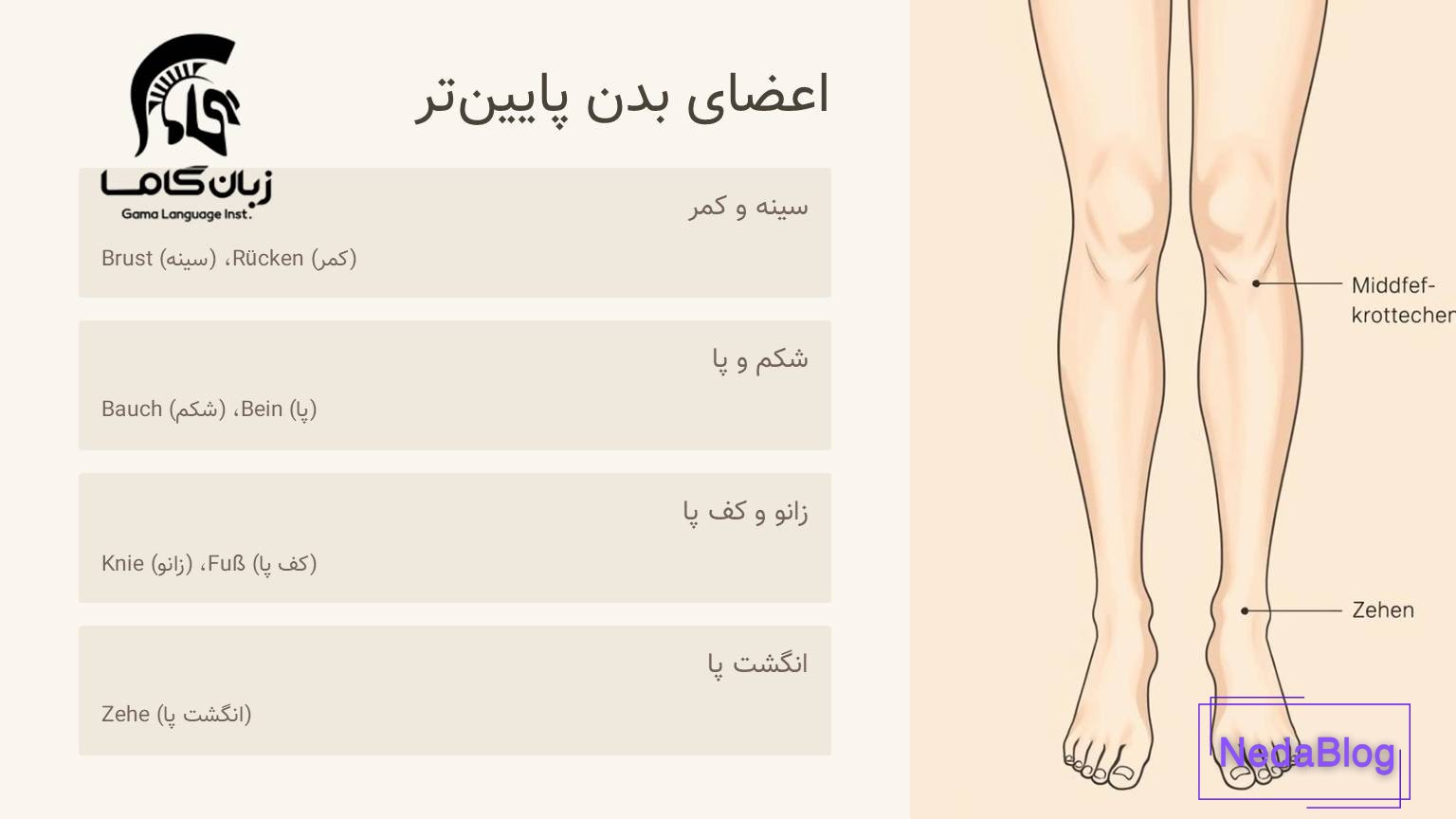 اعضای بدن پا و انگشتان پا به آلمانی