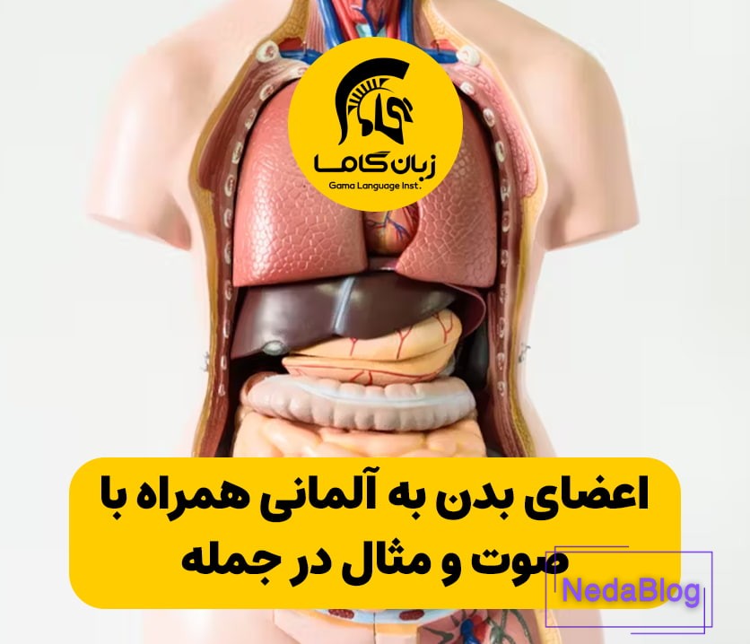 اعضای بدن به آلمانی