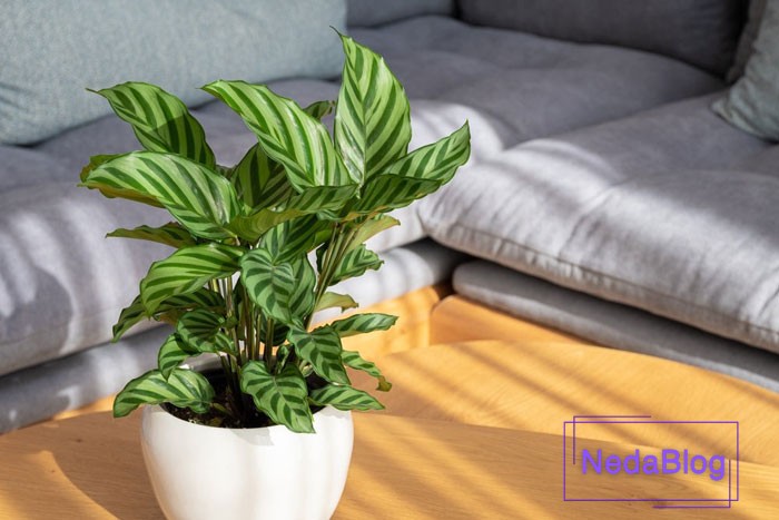 کاتالیا گل خوشبختی و گیاه انرژی مثبت در خانه