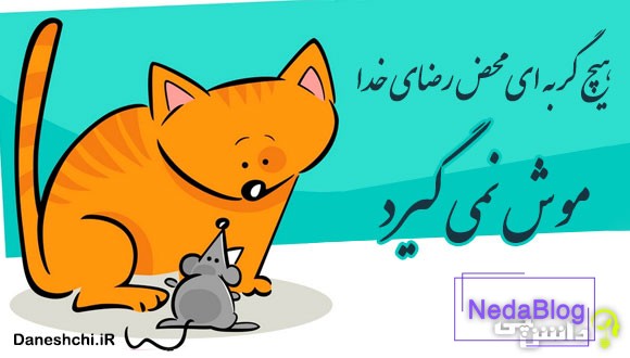 هیچ گربه ای محض رضای خدا موش نمی‌ گیرد 