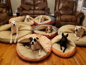 جای خواب سگ