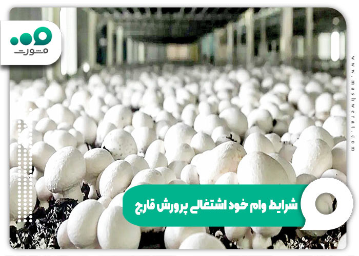 شرایط وام خود اشتغالی پرورش قارچ