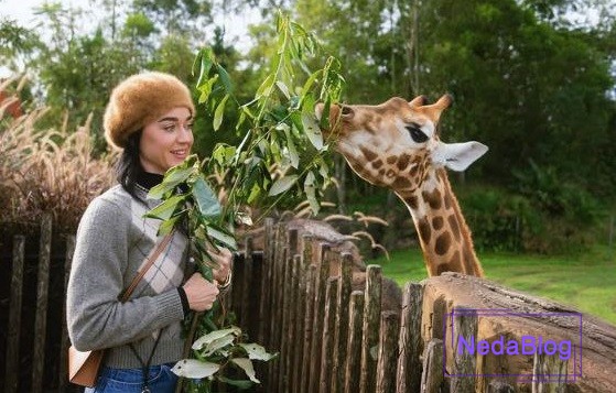 کیتی پری در باغ وحش