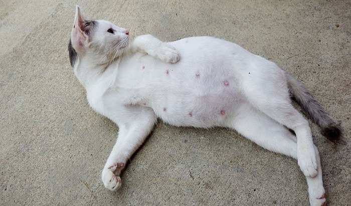 تشخیص حاملگی در گربهها