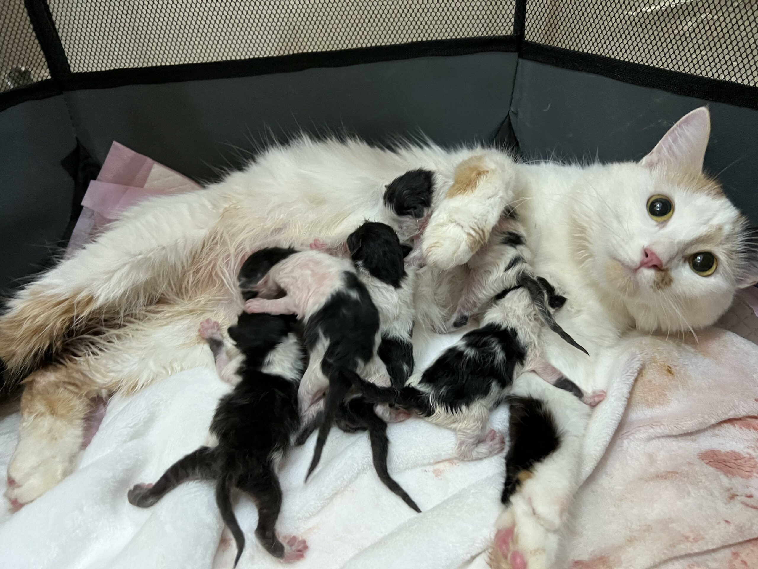 تشخیص حاملگی در گربهها