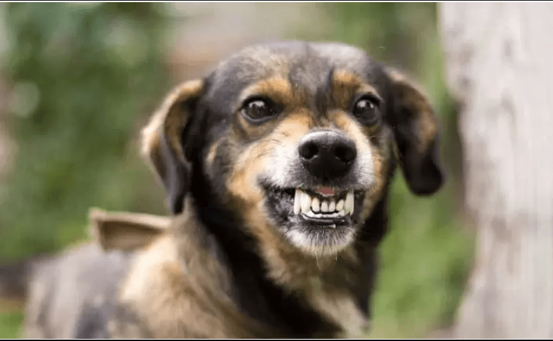 علت بوی بد دهان سگ و درمان خانگی بوی بد دهان سگ