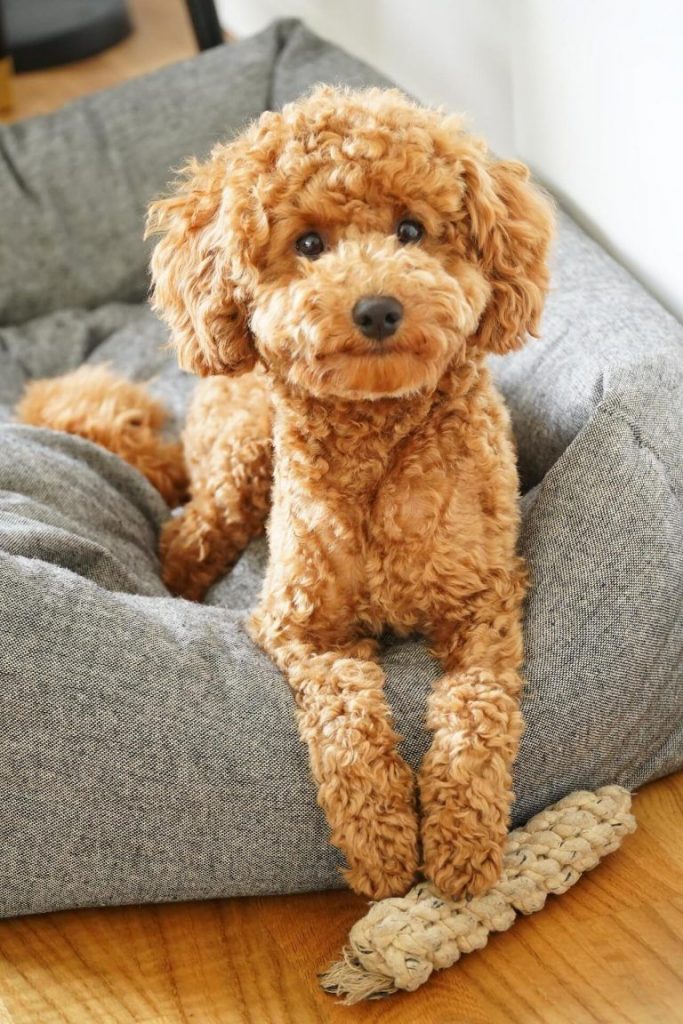 نژاد های سگ مناسب آپارتمان _ پودل