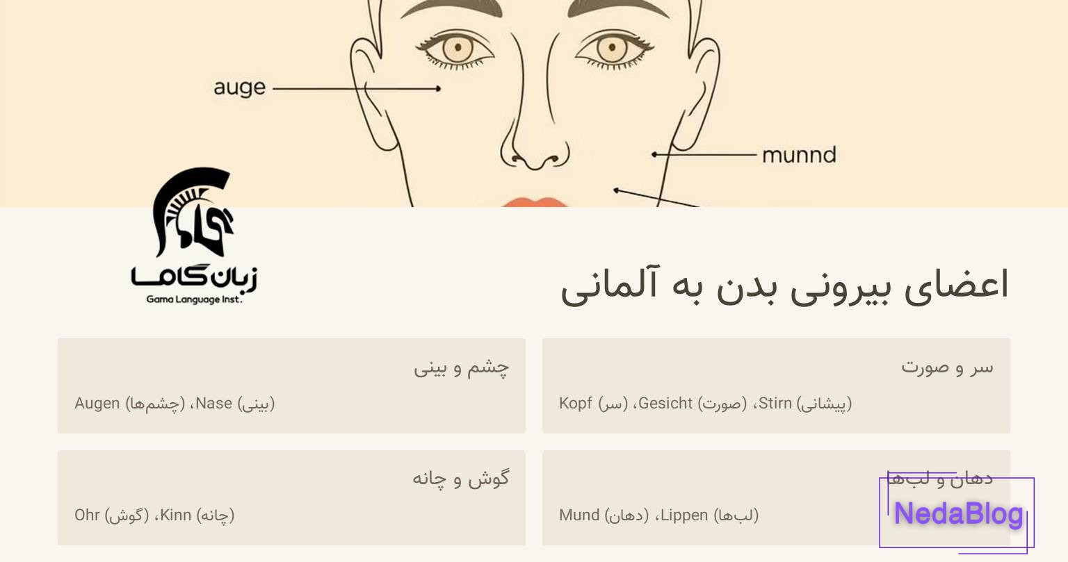 اعضای صورت به آلمانی