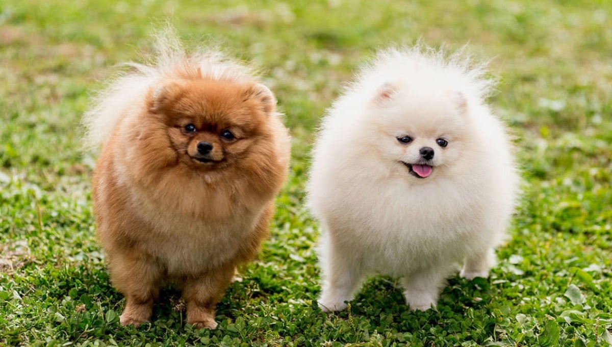 بالا پریدن سگ