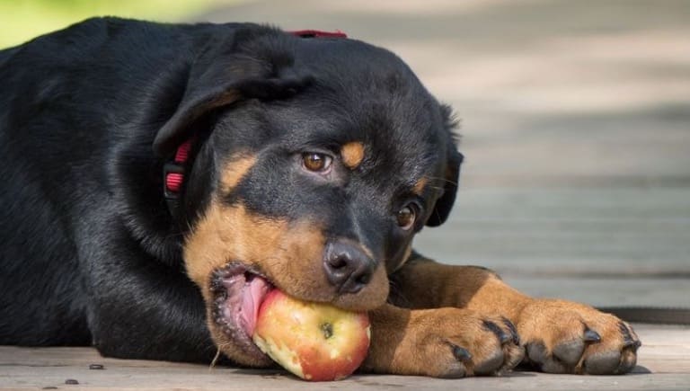 گاز گرفتن سگ