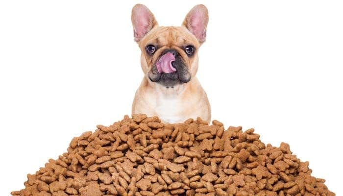 غذای توله سگ