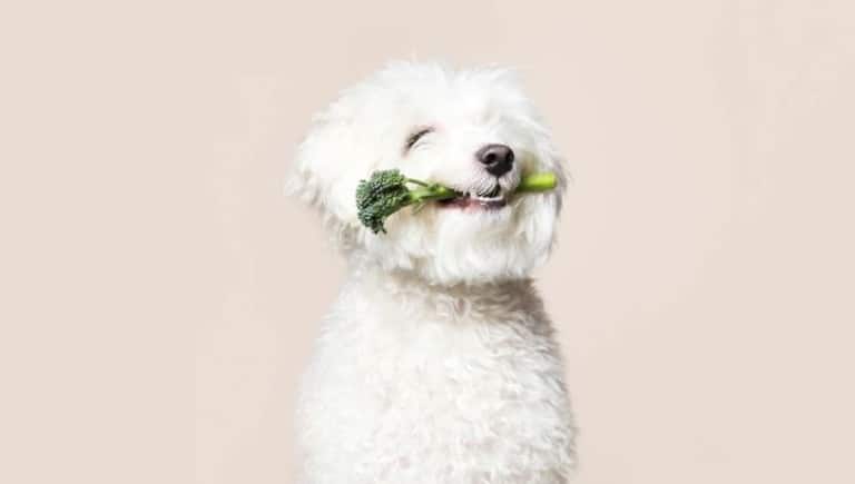 غذای سگ ایرانی