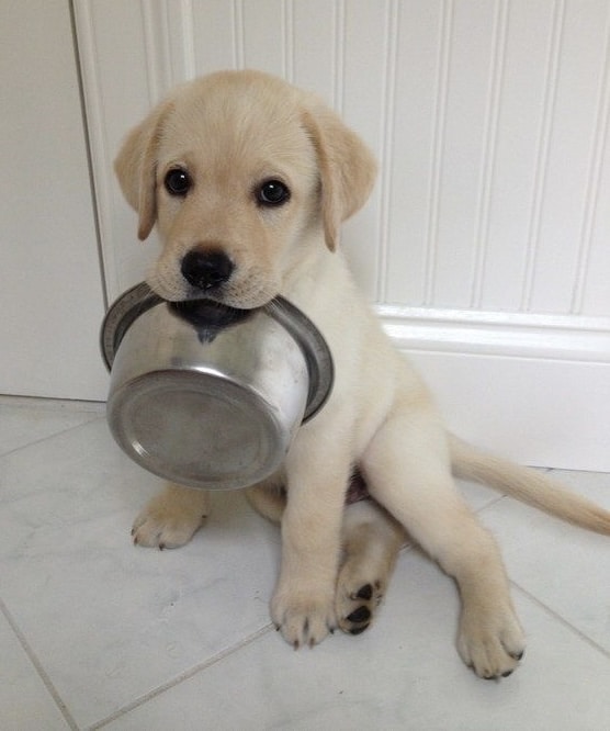 گدایی کردن غذا سگ