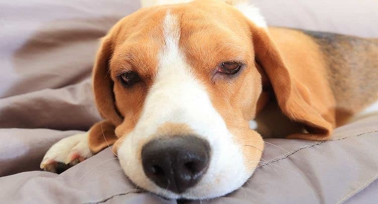 آنفولانزا سگی