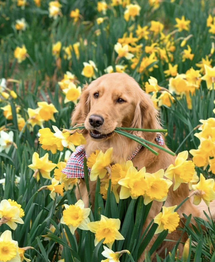 بیماری عفونی سگ