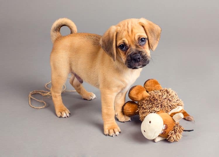 بیماری کشنده سک