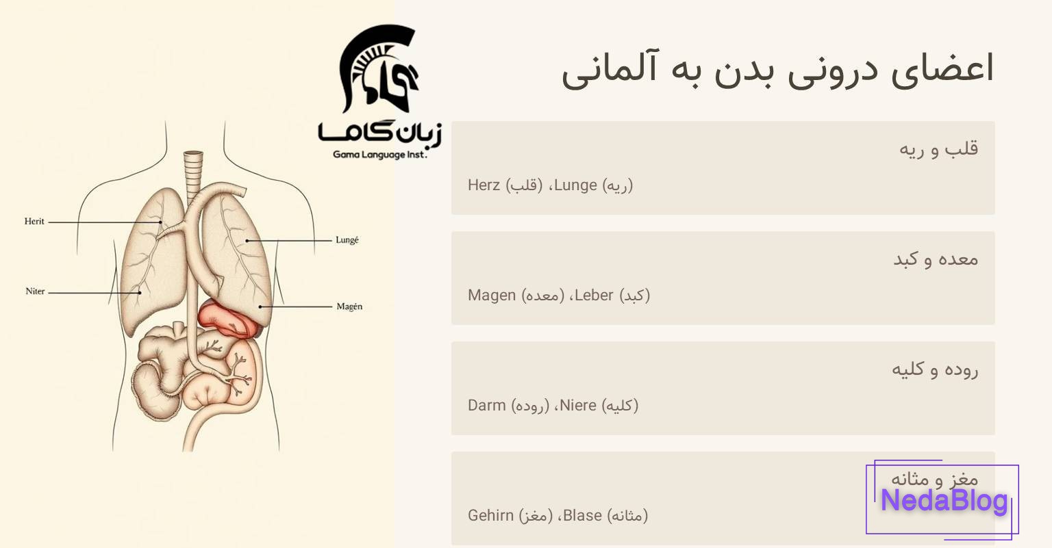 اعضای داخلی بدن به آلمانی