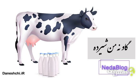 ضرب المثل گاو نه من شیرده