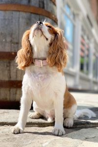 قلاده مناسب برای هر نژاد