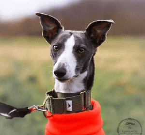 قلاده مناسب برای هر نژاد