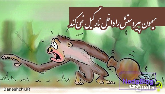 میمون پیر دستش را داخل نارگیل نمی کند 