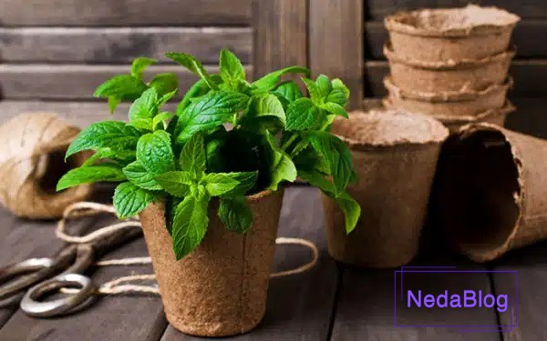 گیاه برکت و رزق و روزی