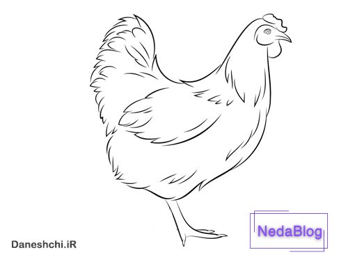نقاشی مرغش یک پا دارد